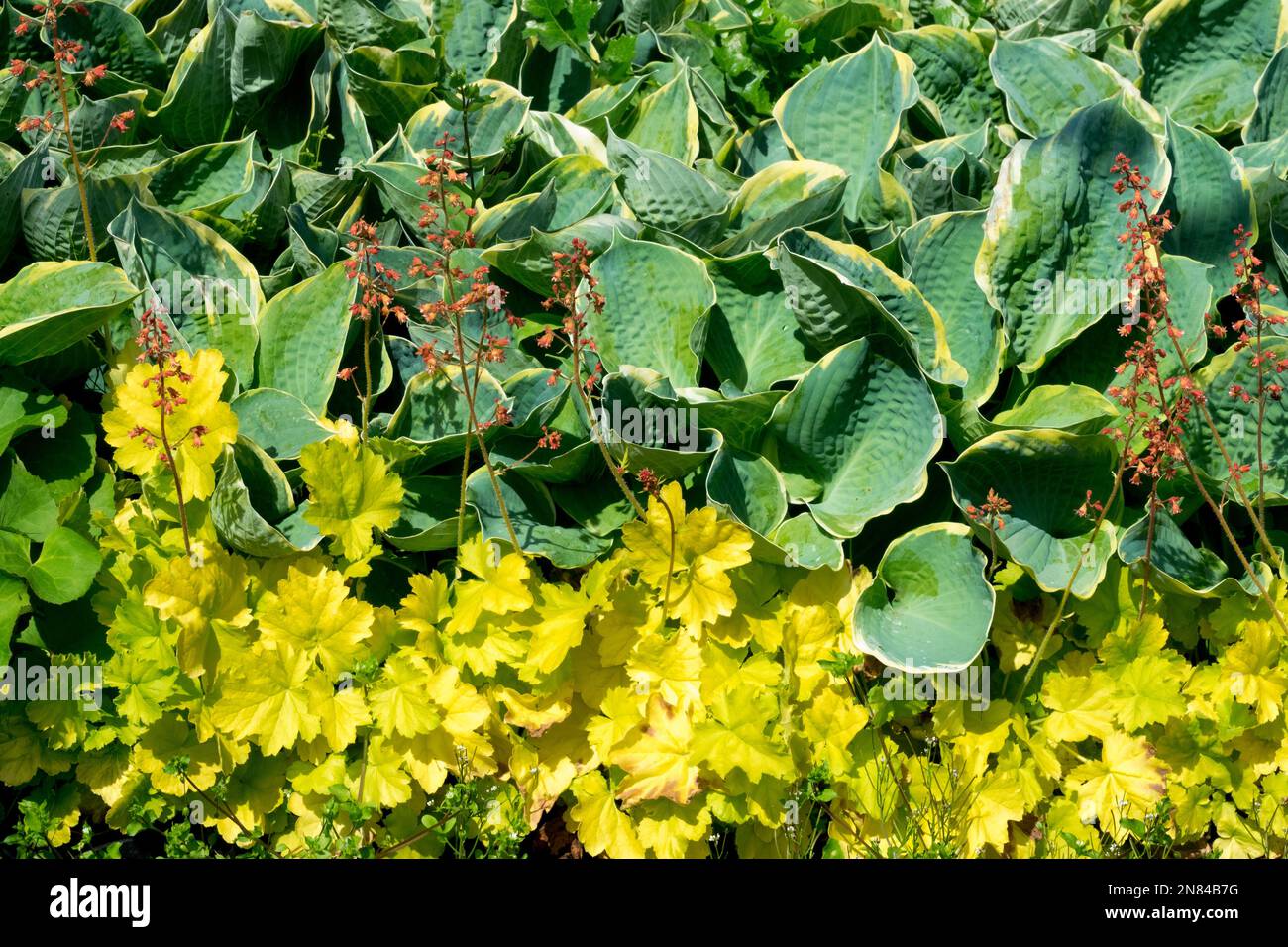 Hosta Heuchera Leaves Coral Bells Hosta 'Pizzazz' Heuchera 'Beauty Leaves Queen' Vert jaune contraste bordure jardin lit plantes vivaces printemps Banque D'Images