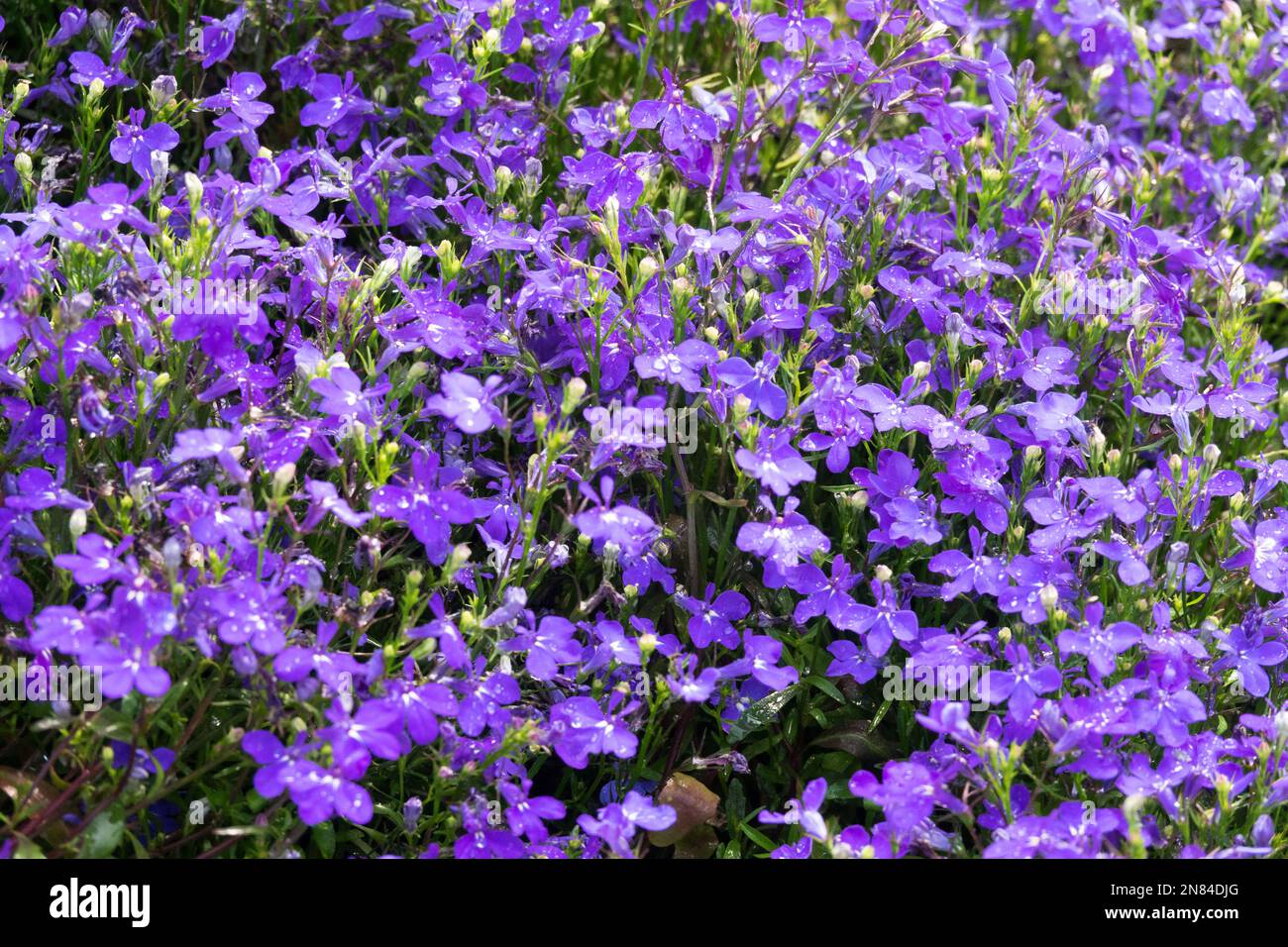 Lobelia annuelle, Lobelia pendula, Lobelia erinus, Bleu, fleurs, Lobelia erinus 'Riviera Marine Blue', Lobelia, Lobelia en fuite, rampant, en floraison Banque D'Images