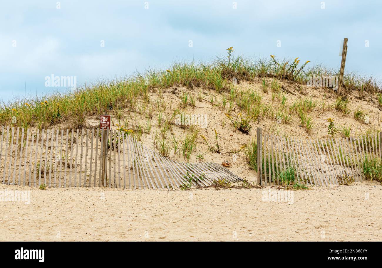 Dunes de sable sur la plage avec clôture en bois et végétation Banque D'Images