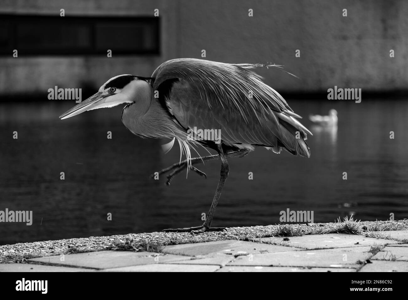 Un gros plan noir et blanc d'un grand héron bleu (Ardea herodias) sur la rive d'une rivière Banque D'Images