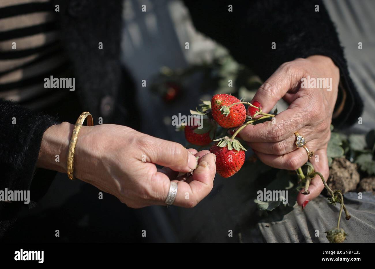 Lalitpur, Bagmati, Népal. 11th févr. 2023. Une femme ramasse des fraises fraîches dans une ferme de Thecho à Lalitpur, au Népal, sur 11 février 2023. Les gens se rassemblent dans la ferme des fraises pour faire l'expérience de la cueillette de fraises fraîches avec des amis et des familles. (Credit image: © Sunil Sharma/ZUMA Press Wire) USAGE ÉDITORIAL SEULEMENT! Non destiné À un usage commercial ! Banque D'Images