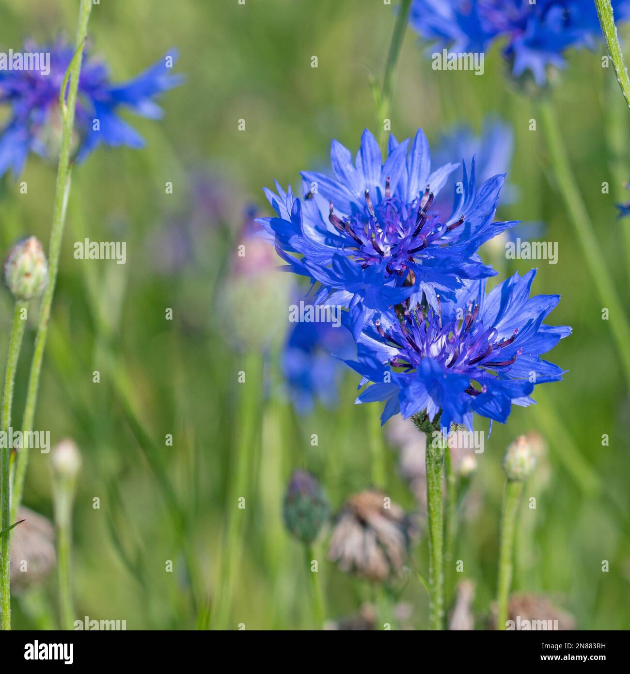 Fleurs de maïs, Cyanus segetum, gros plan Banque D'Images