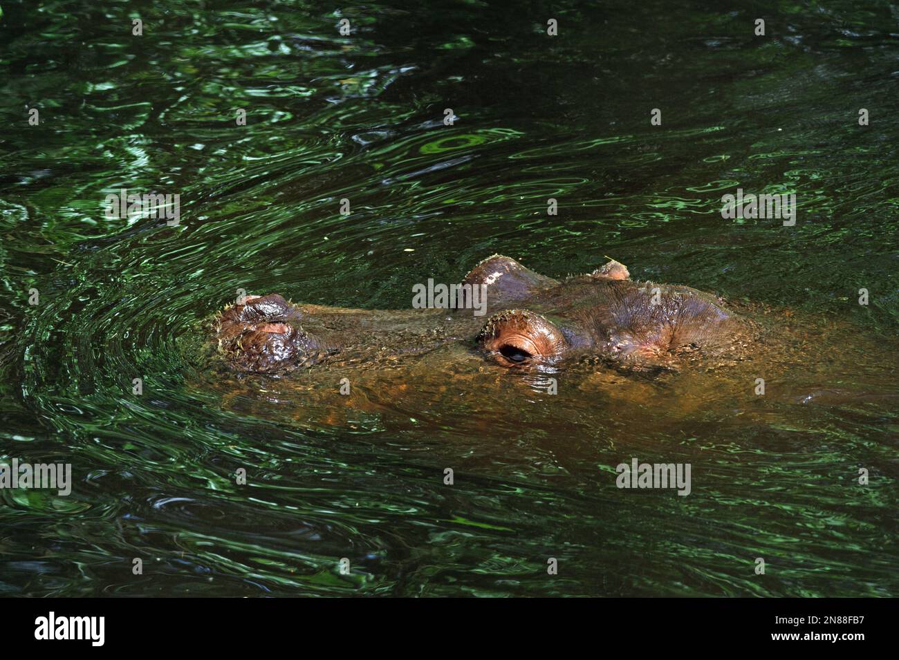 Hippopotame ou hippopotame dans l'eau. Portrait gros plan Banque D'Images