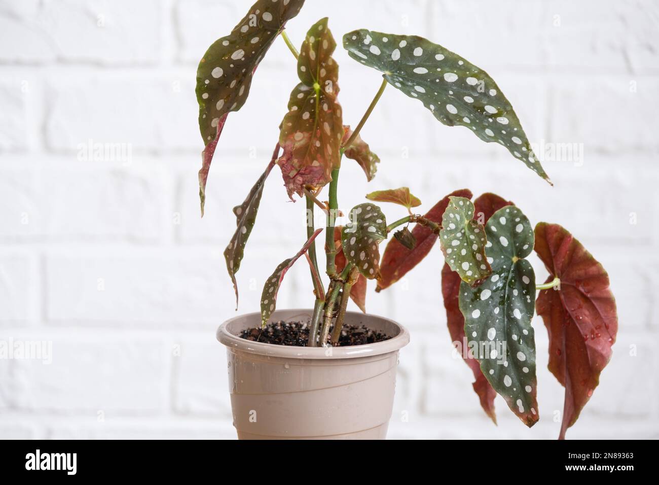 Maison plante en pot begonia maculata polka dot feuilles décoratives décidues à l'intérieur sur la table de la maison. Passe-temps en pleine croissance, greenhome Banque D'Images