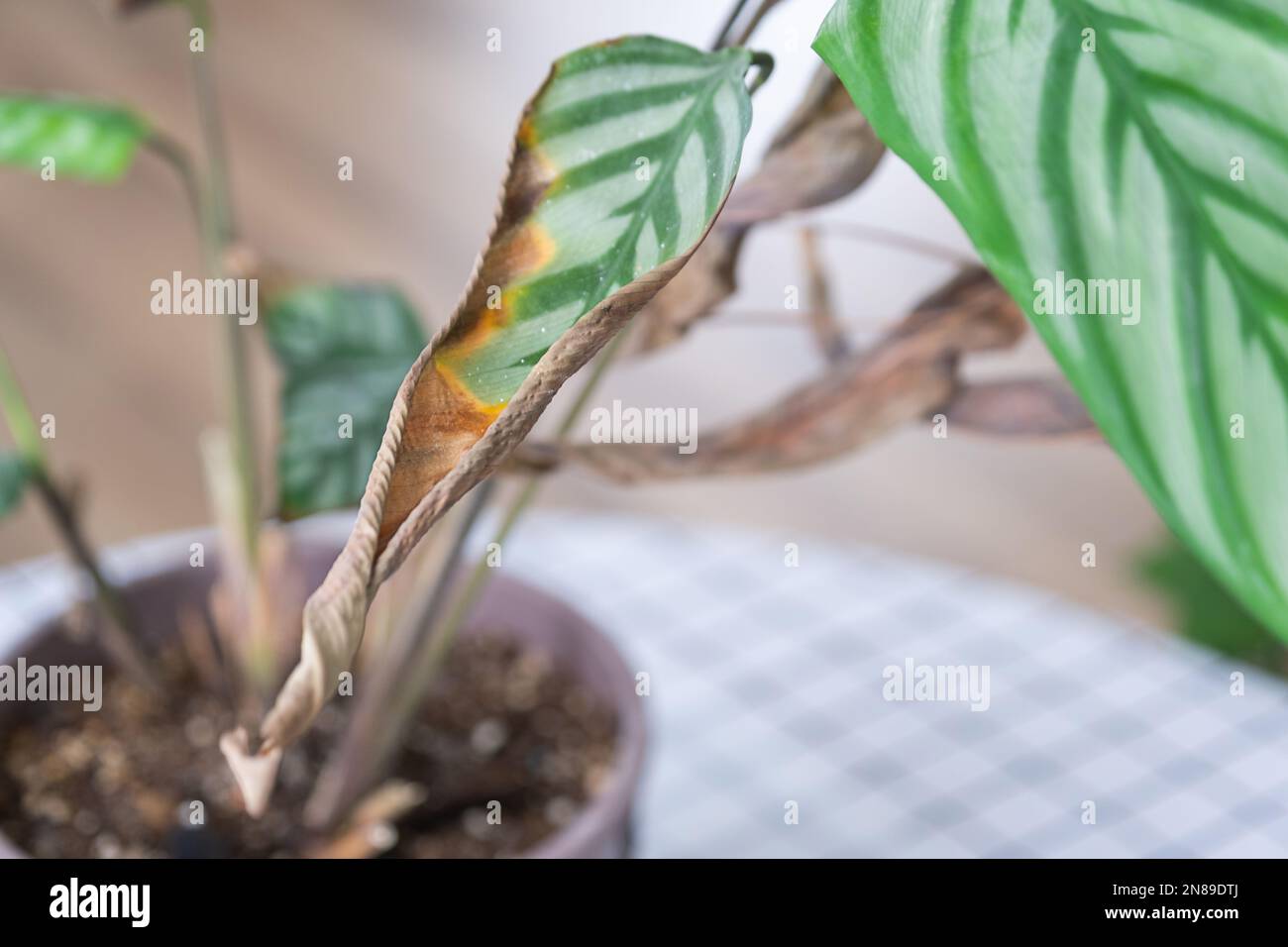 Problèmes dans la culture des plantes domestiques feuilles de Calathea affectées par un