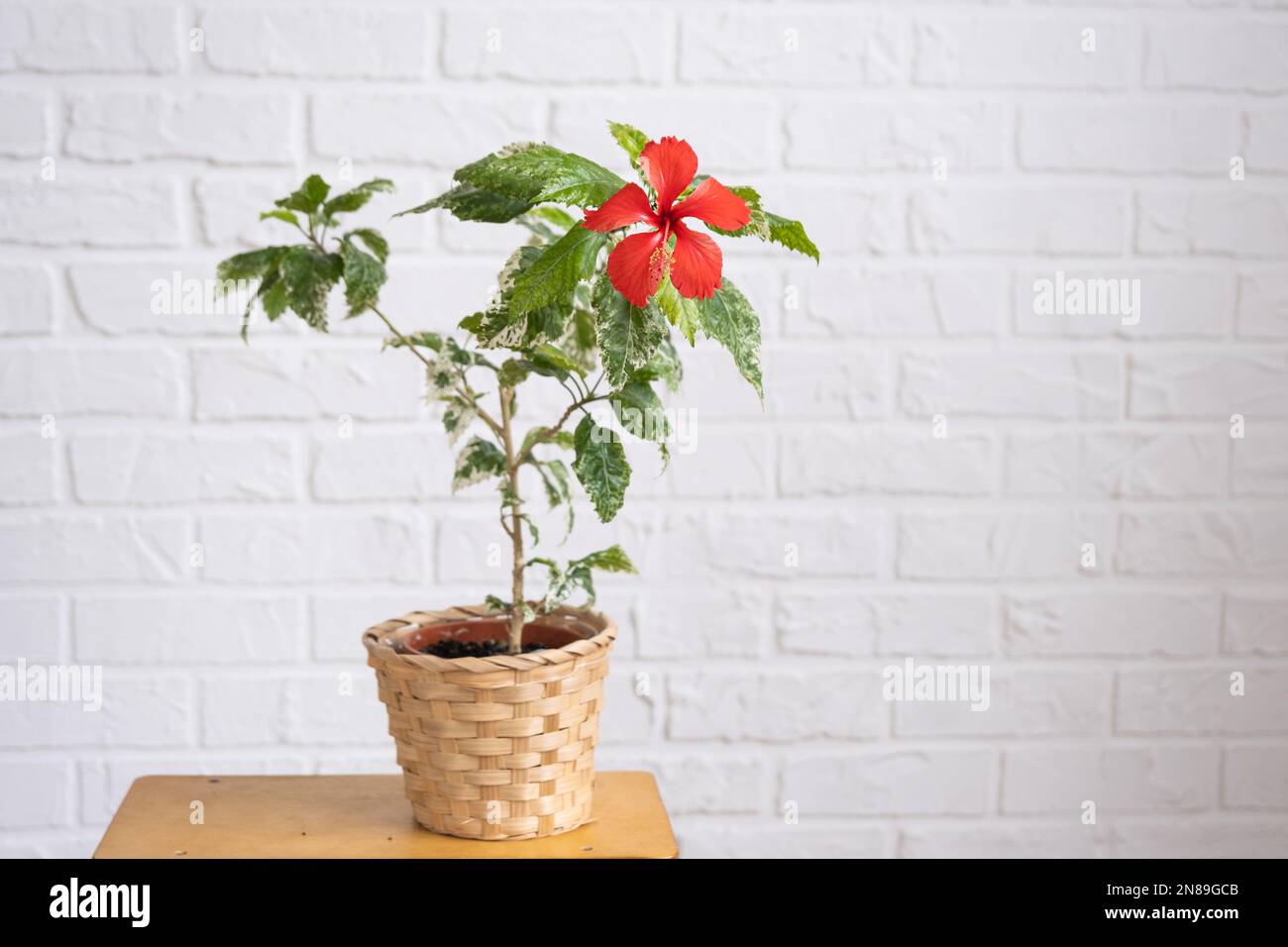 Fleur variétale d'hibiscus rouge avec feuilles variégées dans un plantoir  en osier à l'intérieur contre un mur en brique blanche. Culture de plantes  de maison dans un pot à g Photo Stock -