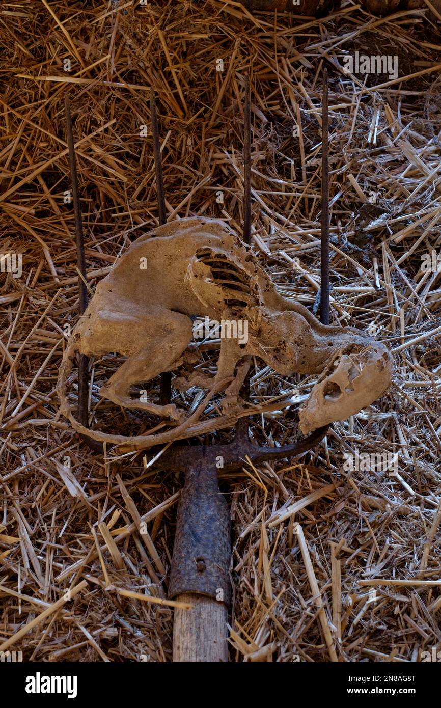 restes momifiés de pin européen martin martes martes sur la fourche dans la grange rurale trouvée après de nombreuses années enterrées sous l'ancien comté de paille de la hongrie Banque D'Images