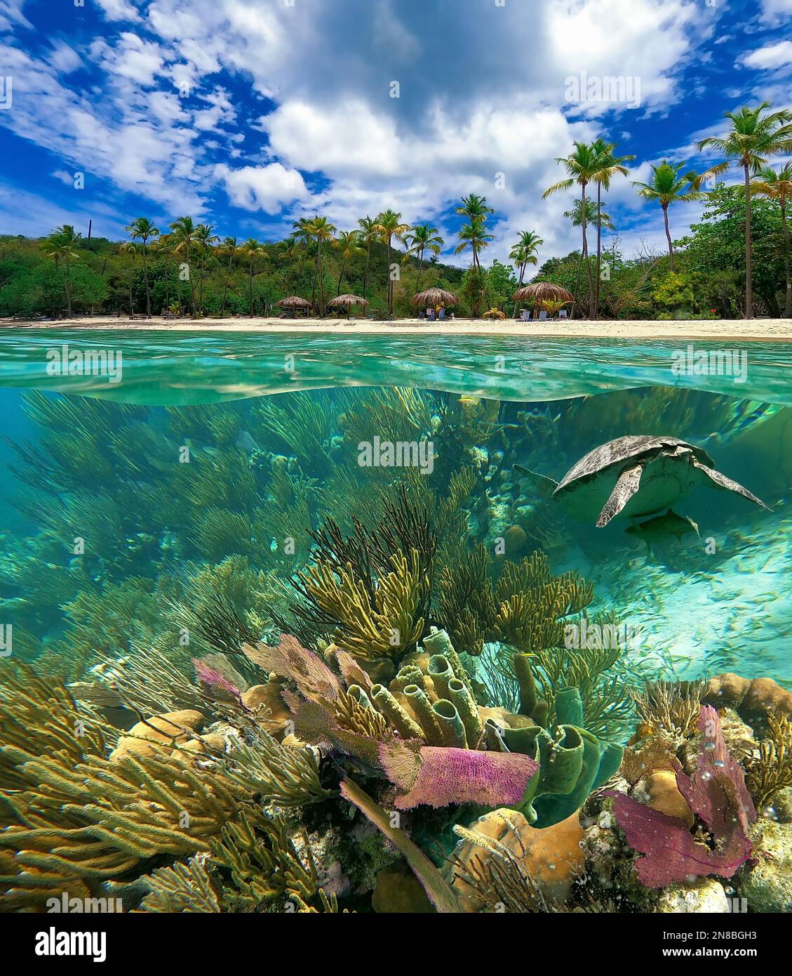Récif de corail coloré avec de nombreux poissons et tortues de mer. Les gens à la plongée en apnée visite sous-marine à la mer des Caraïbes à Honeymoon Beach sur St. Thomas, USVI - concept de voyage Banque D'Images