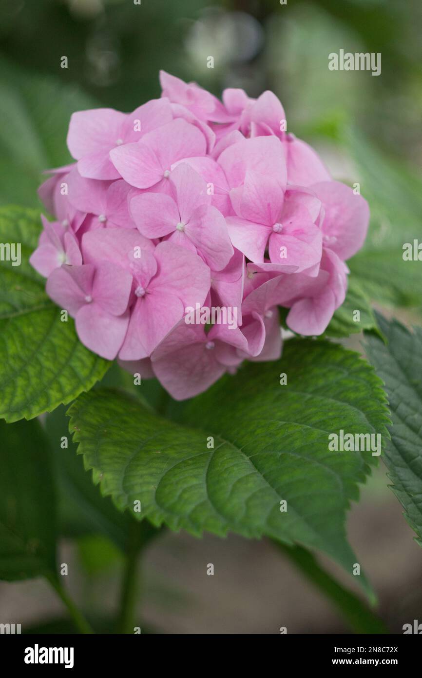 Hortensia rose dans le jardin d'été Banque D'Images Hortensia rose dans le jardin d'été Banque D'Images