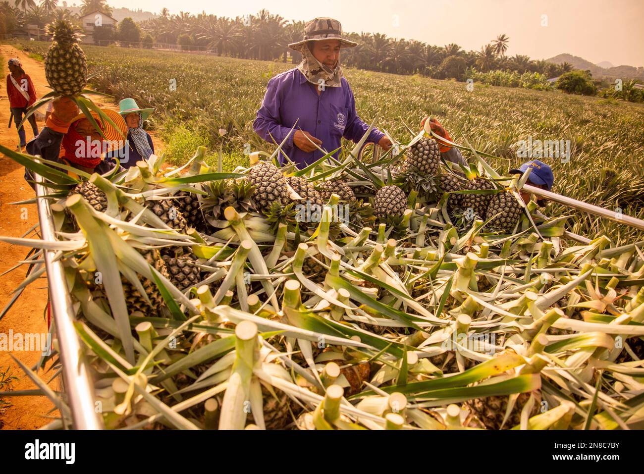 Une plantation d'ananas à Khao Takiap près de la ville de Hua Hin dans la province de Prachuap Khiri Khan en Thaïlande, Hua Hin, novembre 2022 Banque D'Images