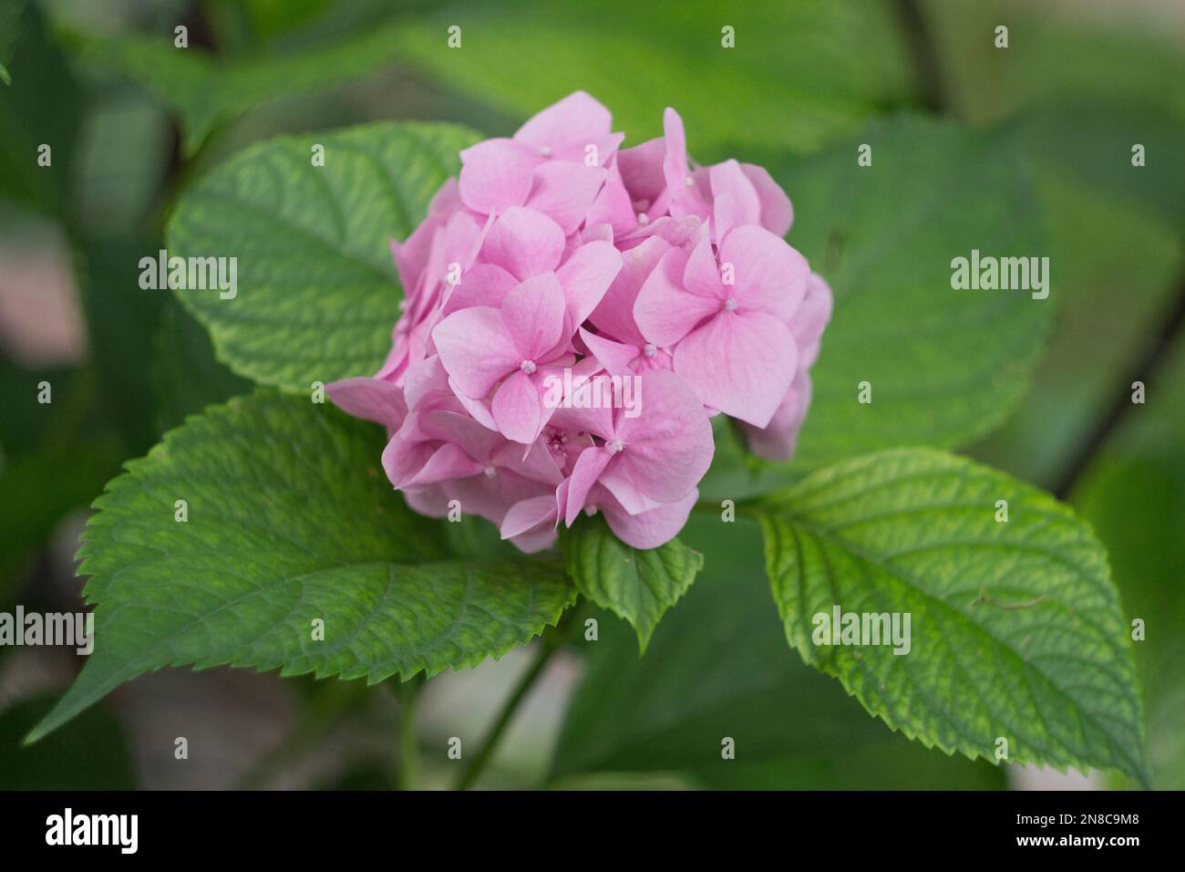 Hortensia rose dans le jardin d'été Banque D'Images Hortensia rose dans le jardin d'été Banque D'Images