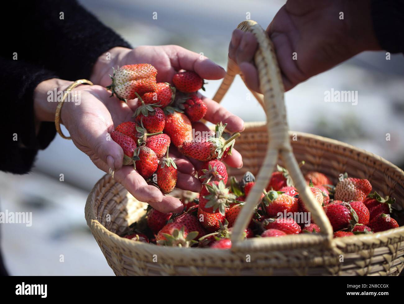 11 février 2023, Lalitpur, Bagmati, Népal: Les gens récoltent des fraises fraîches après les avoir cueillir dans une ferme de Thecho à Lalitpur, au Népal, sur 11 février 2023. Les gens se rassemblent dans la ferme des fraises pour faire l'expérience de la cueillette de fraises fraîches avec des amis et des familles. (Credit image: © Sunil Sharma/ZUMA Press Wire) USAGE ÉDITORIAL SEULEMENT! Non destiné À un usage commercial ! Banque D'Images