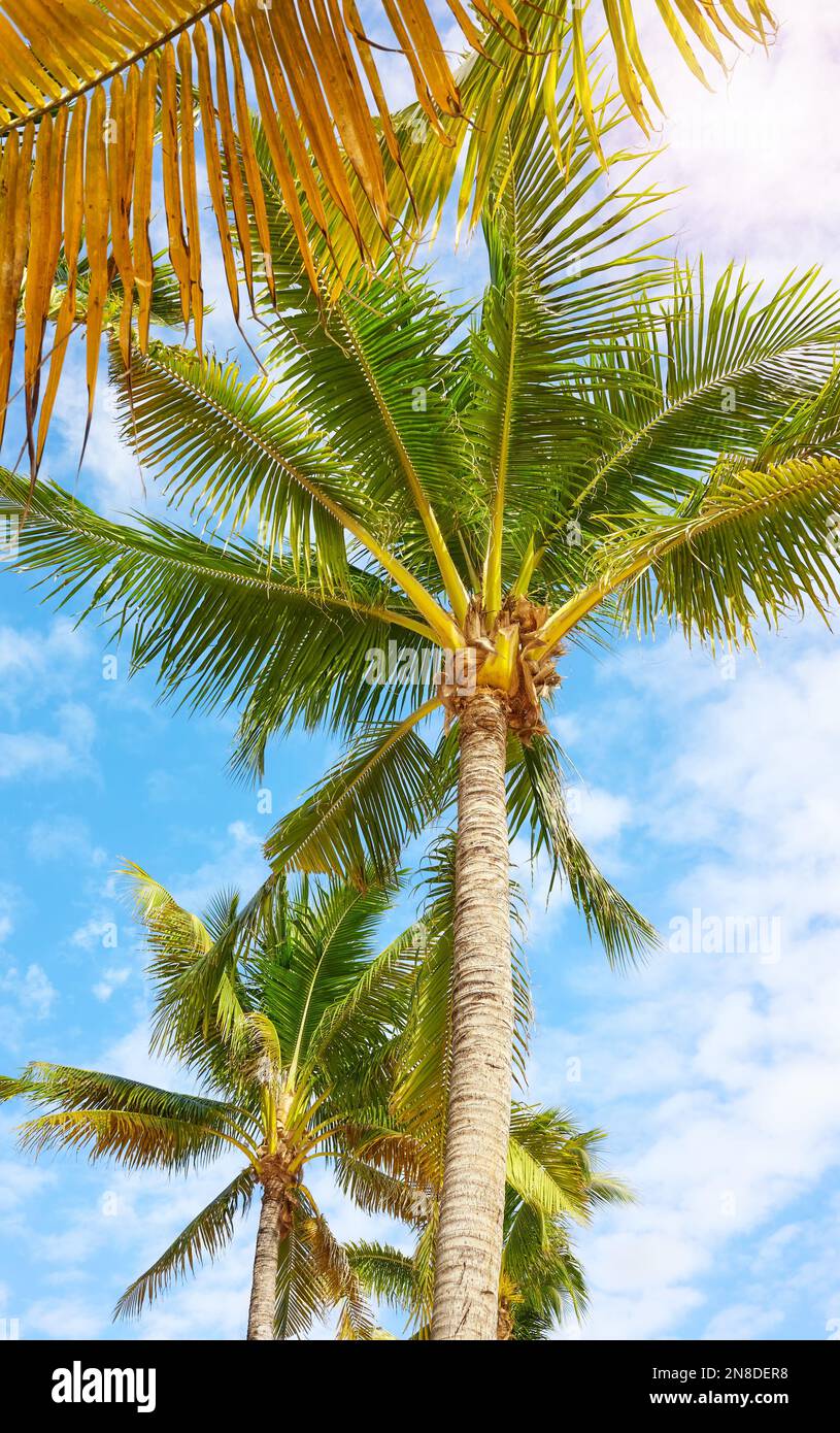 Palmiers à noix de coco contre le ciel, arrière-plan de vacances d'été. Banque D'Images