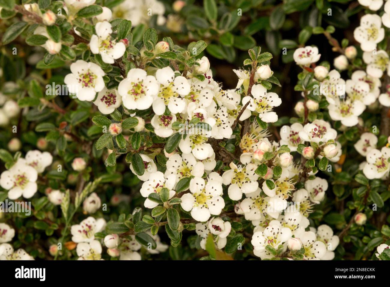Cotoneaster integrifolius 'Silver Shadow', Cotoneaster, fleurs, blanc, floraison, Petites feuilles, fleurs, fleurs, plante Banque D'Images