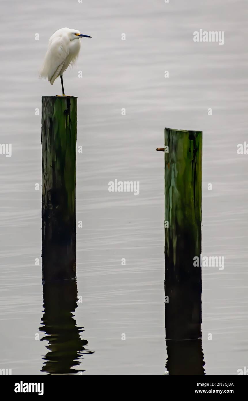 Une aigrette enneigée (Egretta thula) perche sur une empilage dans la baie de Portersville, le 29 janvier 2023, à Coden, en Alabama. Banque D'Images