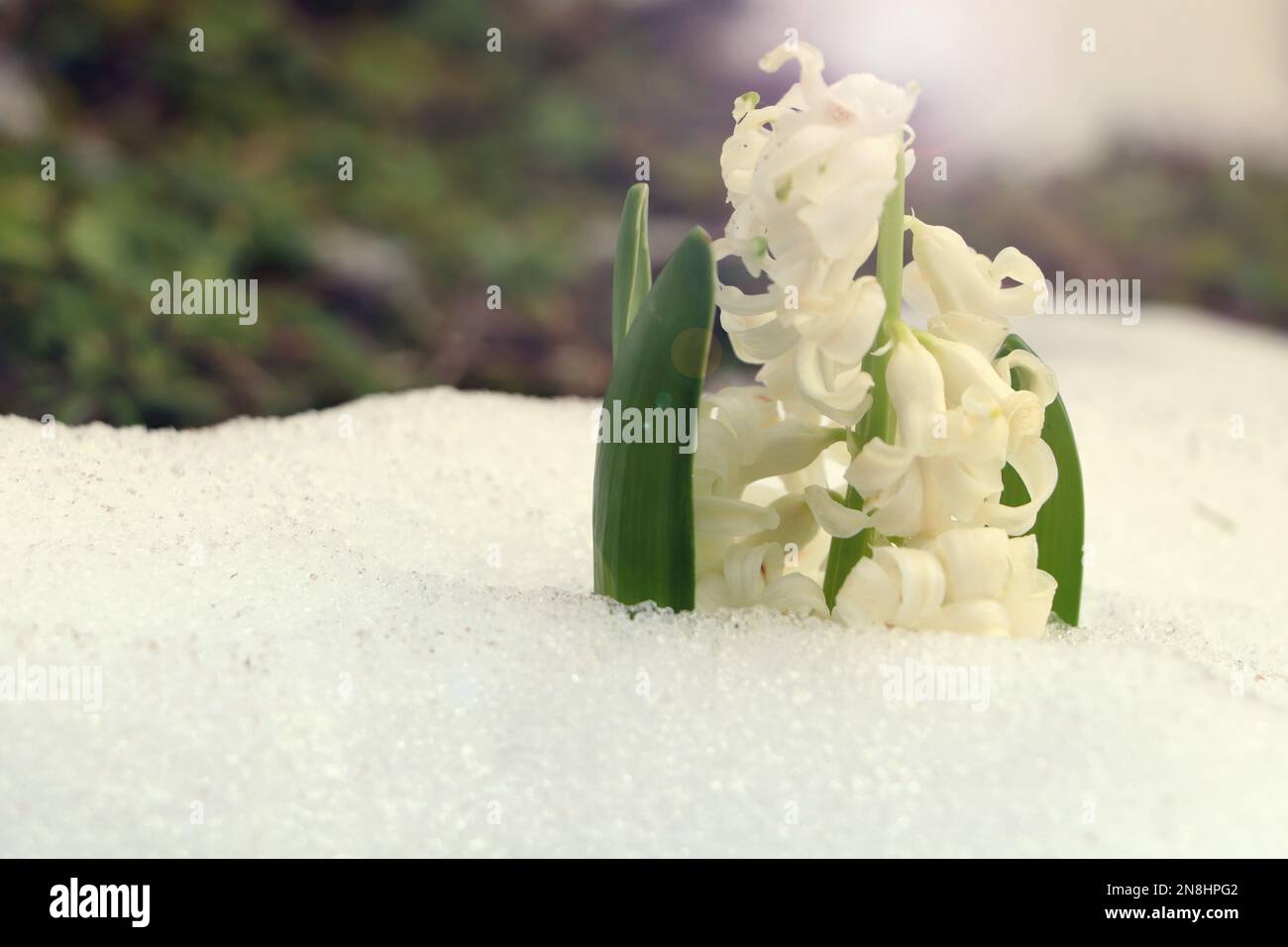 Magnifique jacinthe blanche en fleurs qui pousse dans la neige à  l'extérieur, espace pour le texte. Première fleur de printemps Photo Stock  - Alamy