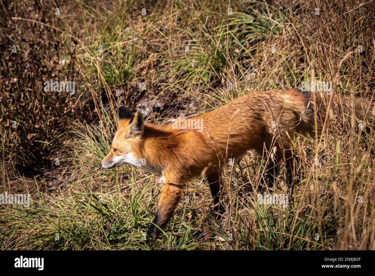 Un renard tacheté chasse dans la région sauvage de Maroon Bells, marchant dans la grande herbe pendant une chaude journée d'automne tout en cherchant son prochain repas de proie. Banque D'Images