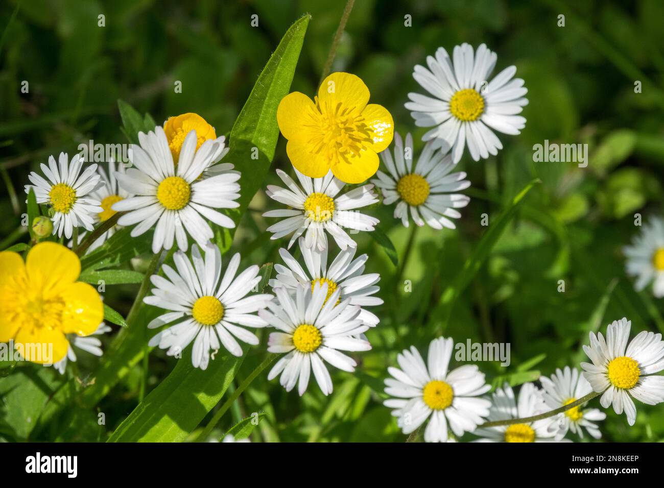 Commune, pâquerettes, butterbutter rampant, Ranunculus repens, pelouse, Fleurs sauvages, jardin, fleurs, Bellis perennis, Marguerite commune, Guirlande, gros plan, blanc, jaune Banque D'Images