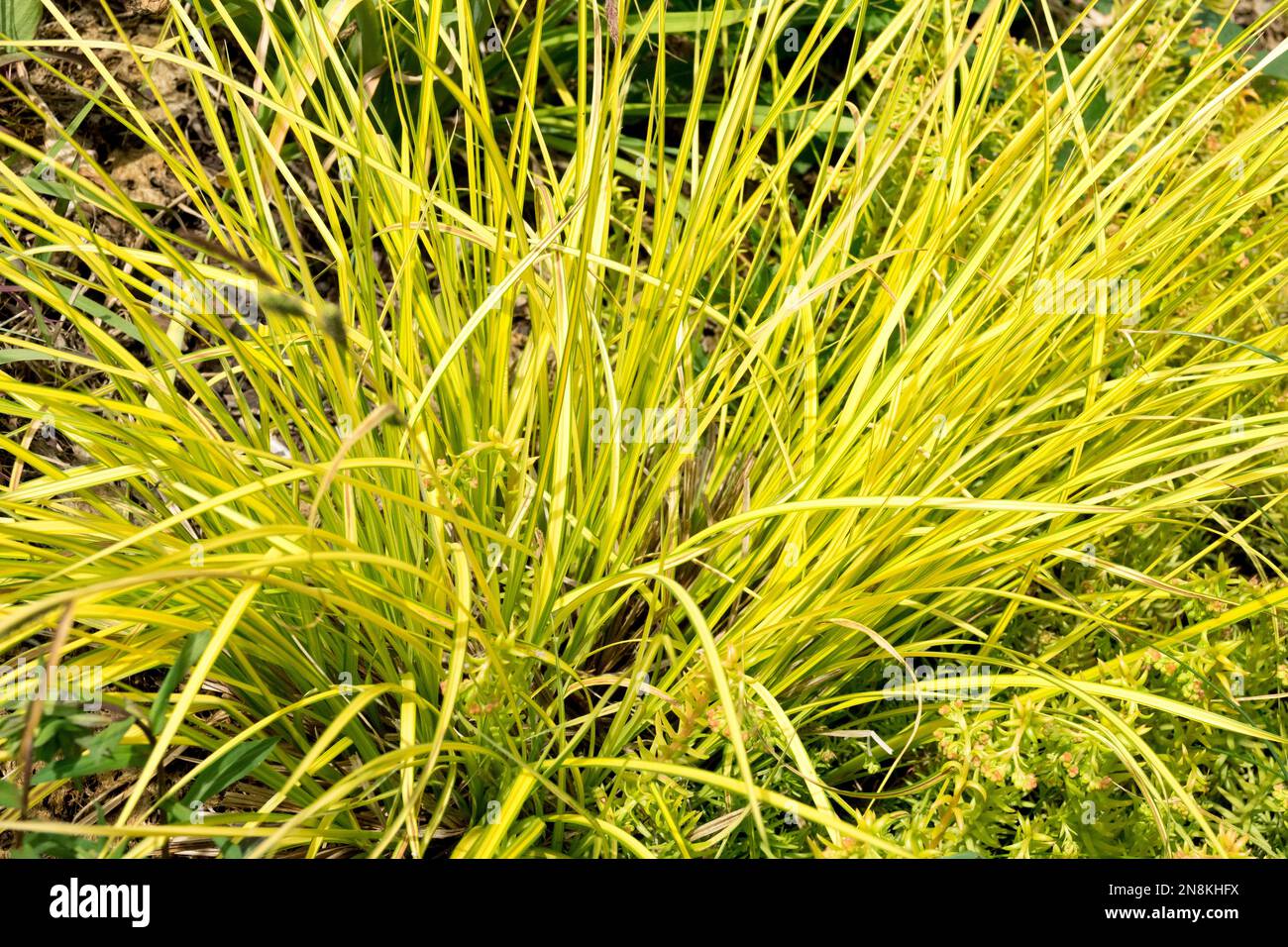 Carex elata « Aurea ». Front d'or de Bowles Banque D'Images