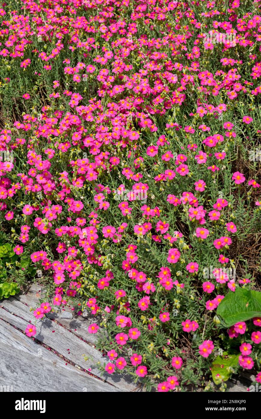 Plantes vivaces, plantes de couverture dans le jardin, Helianthemum 'Ben Hope', rosier, Blooming, Helianthemum, Fleurs, couverture, jardin, plantes Banque D'Images
