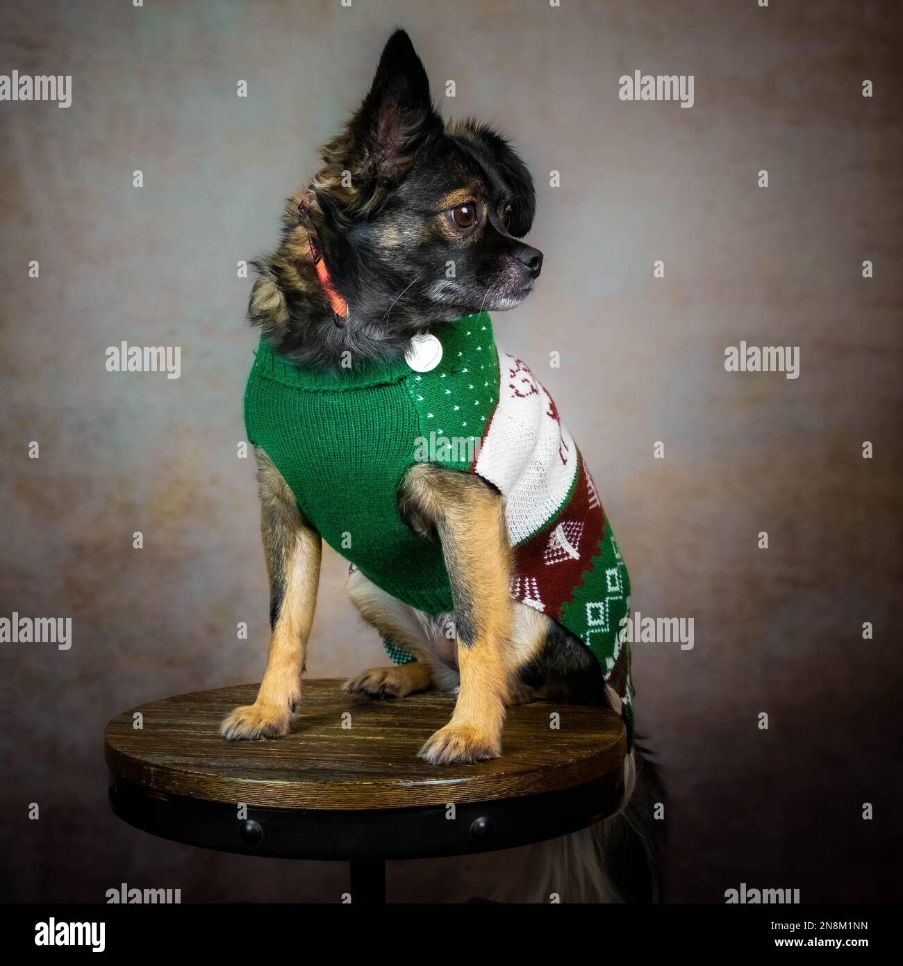 Un joli chien de famille pose sur un tabouret avec un pull de vacances. Banque D'Images