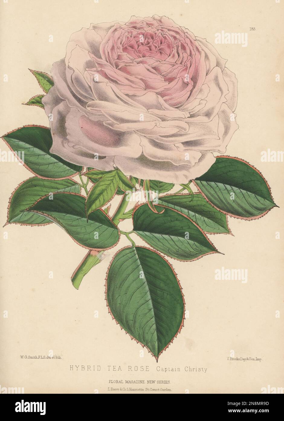 Rose de thé hybride, capitaine Christy. Hybride de Victor Verdier x Safrano élevé par M. Lacharme et cultivé par Henry Bennett de Manor Farm nursery, Salisbury. Illustration botanique de couleur main dessinée et lithographiée par Worthington George Smith de Henry Honywood Dombrain's Floral Magazine, New Series, Volume 5, L. Reeve, Londres, 1876. Lithographie imprimée par Vincent Brooks, Day & son. Banque D'Images