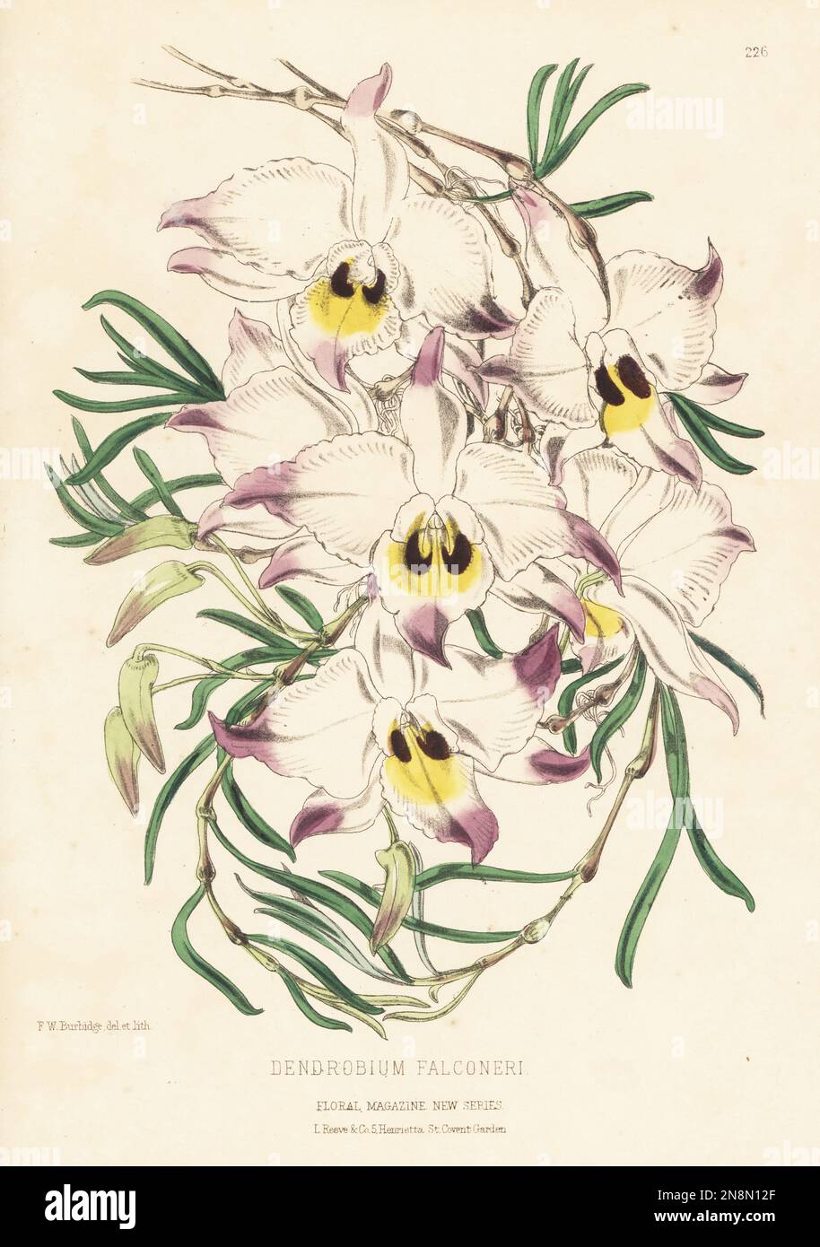 Dendrobium falconeri, ou choan zhu shi hu orchidée, originaire du sud de la Chine, de Taïwan, du Bhoutan, de l'Inde et de l'Indochine. Dessin d'une plante élevée par Sir W. Marriott de Down House, Blandford. Illustration botanique colorée à la main dessinée et lithographiée par Frederick William Burbidge de Henry Honywood Dombrain Floral Magazine, New Series, Volume 5, L. Reeve, Londres, 1876. Lithographie imprimée par Vincent Brooks, Day & son. Banque D'Images