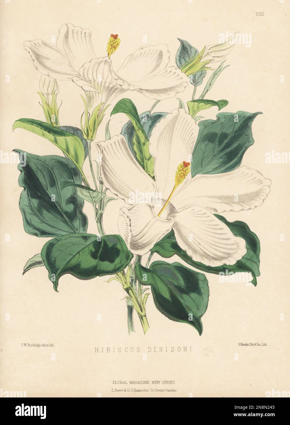 Espèce mystérieuse d'hibiscus ou de libiscus, Hibiscus denisoni. Les fleurs roses s'estompent en blanc pendant la journée. Il porte le nom de William Denison, gouverneur de la Nouvelle-Galles du Sud, importé d'Australie par Bernard Samuel Williams de Victoria et Paradise Nurseries, Upper Holloway. Illustration botanique colorée à la main dessinée et lithographiée par Frederick William Burbidge de Henry Honywood Dombrain Floral Magazine, New Series, Volume 5, L. Reeve, Londres, 1876. Lithographie imprimée par Vincent Brooks, Day & son. Banque D'Images