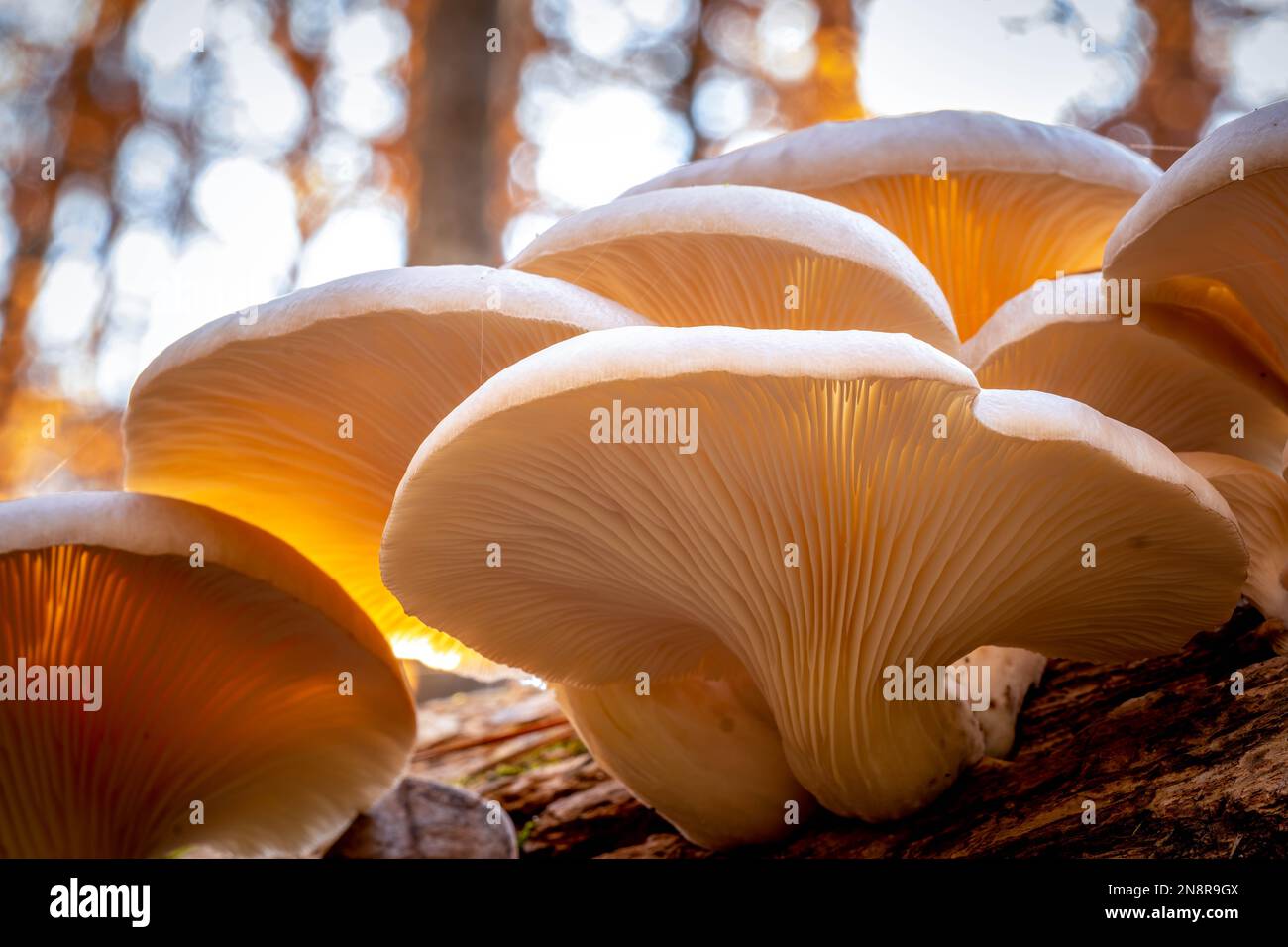 Gros plan sur le dessous d'un groupe de champignons Oyster, qui sont délicieusement comestibles, ainsi que médicinaux. Banque D'Images