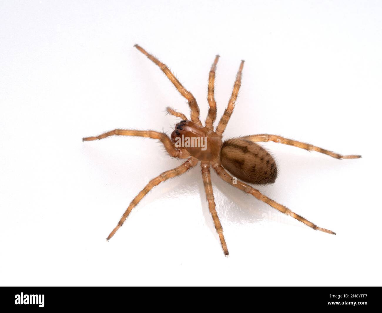 Vue dorsale d'une petite araignée de tisserand de hacklemesh, Calobius pictus, isolée Banque D'Images