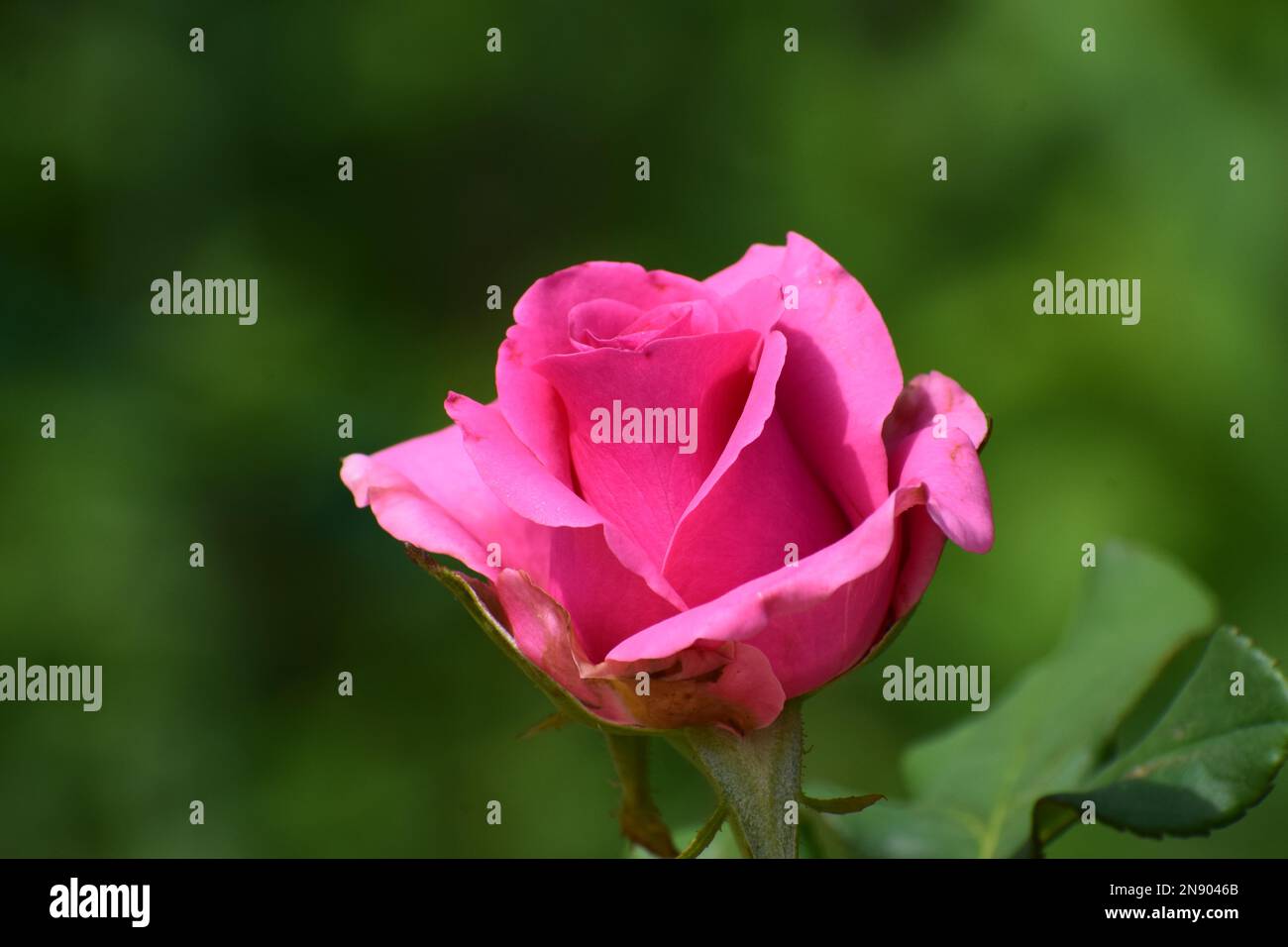 Rose rose flower isolated Banque D'Images