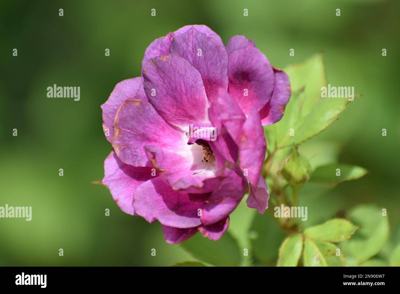 fleur rose violet clair Banque D'Images