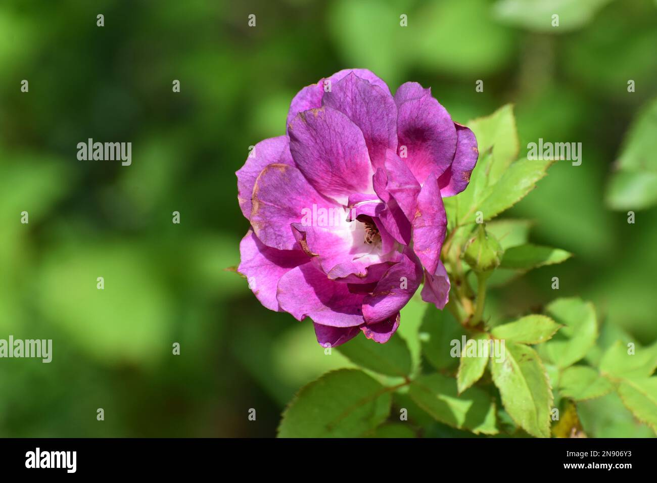 fleur rose violet clair Banque D'Images