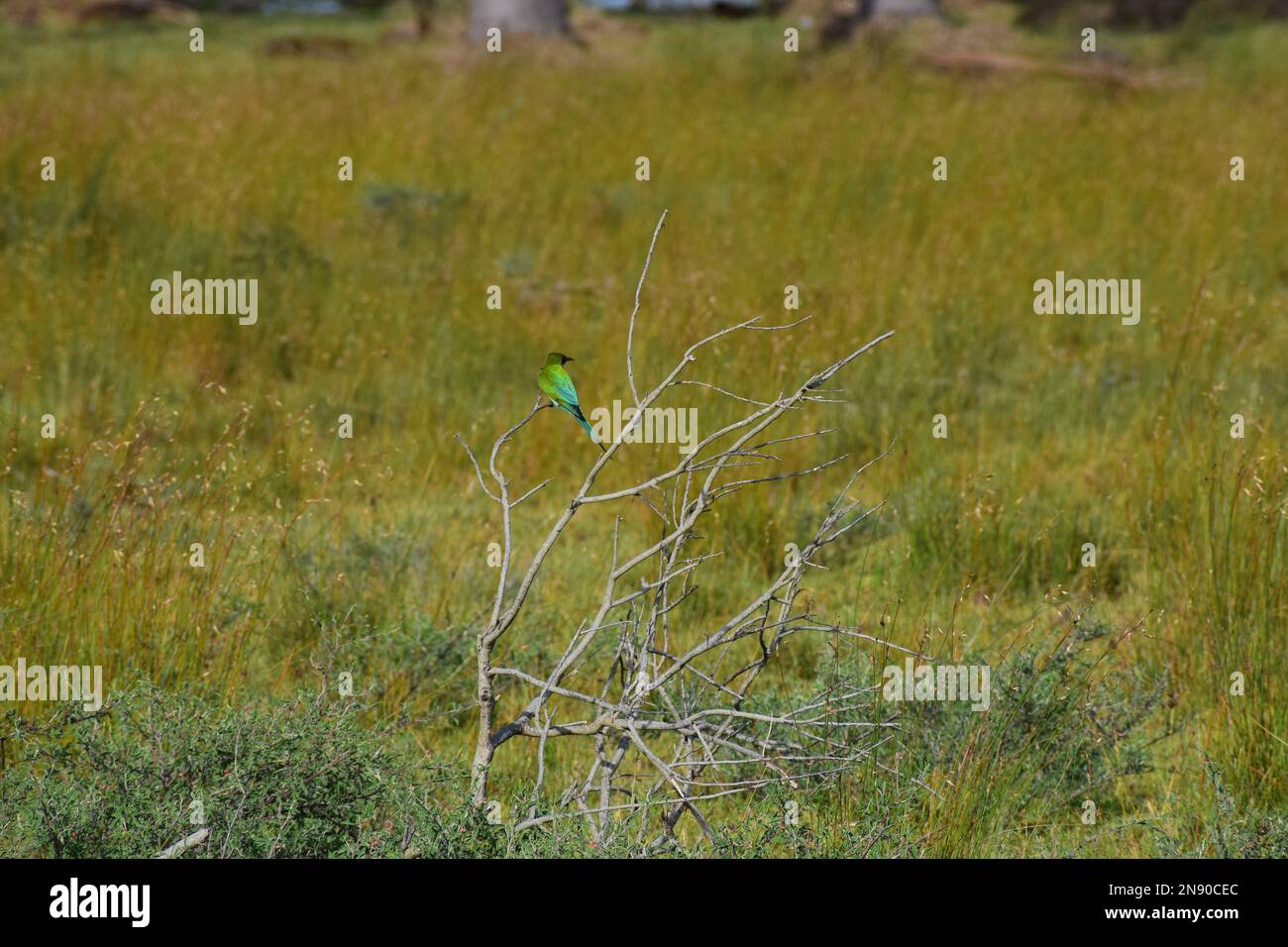 Observation des oiseaux Banque D'Images