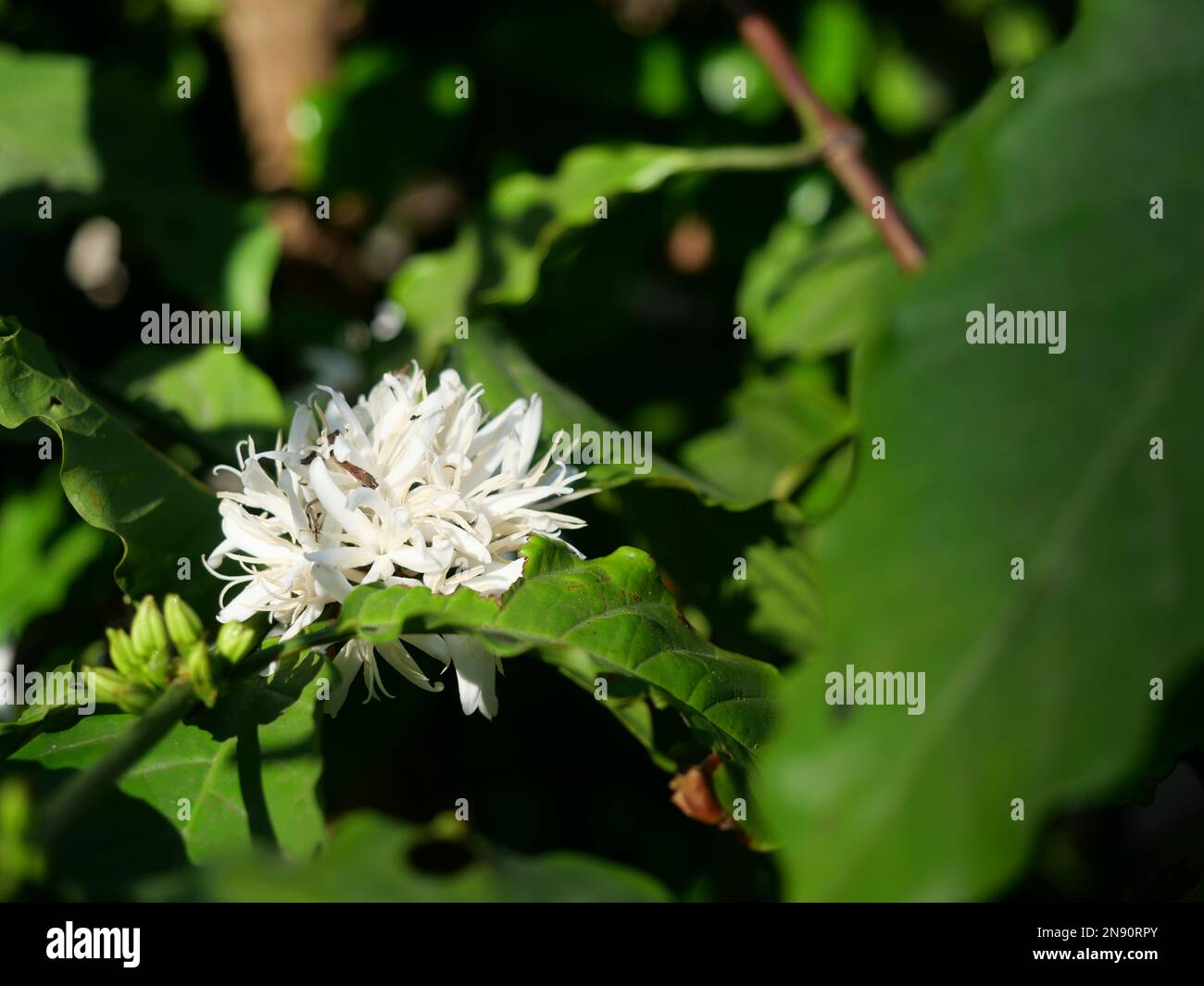 Café Robusta fleuri sur une plante arborescente avec feuille verte et couleur noire en arrière-plan. Pétales et étamines blanches de fleurs en fleurs Banque D'Images
