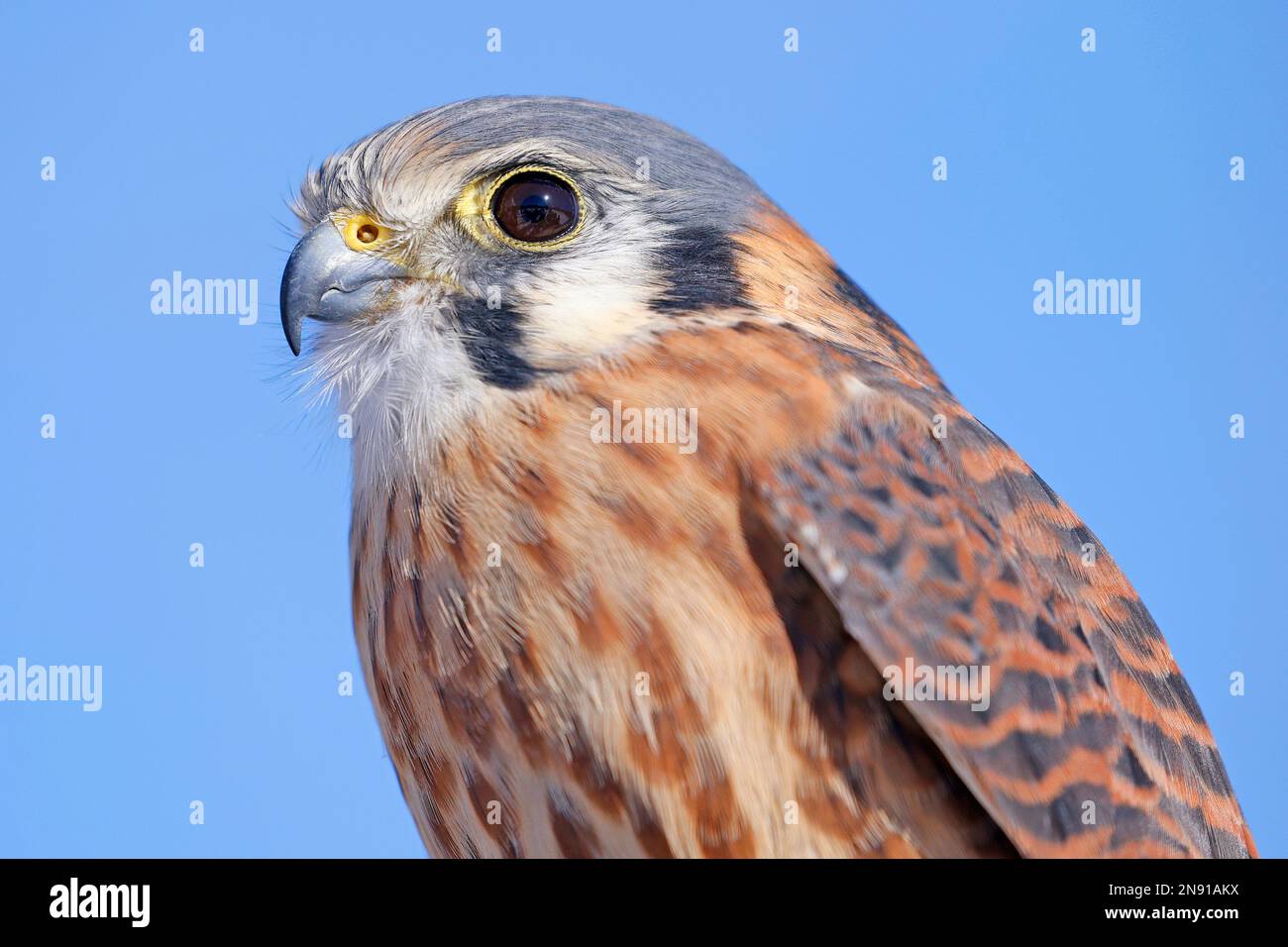 Gros plan d'un Kestrel américain, Laval, Canada Banque D'Images