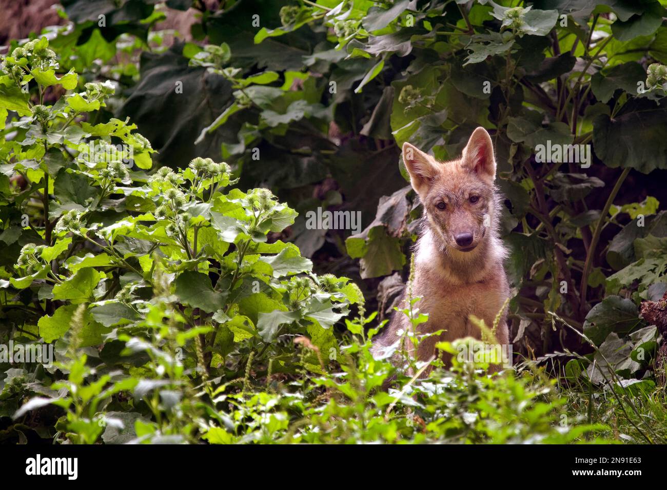 Petit loup gris - Canis Lupus Banque D'Images