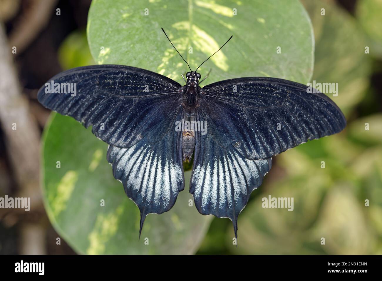 Papillon à queue d'allowtail asiatique (mâle) - Papilio lowi Banque D'Images