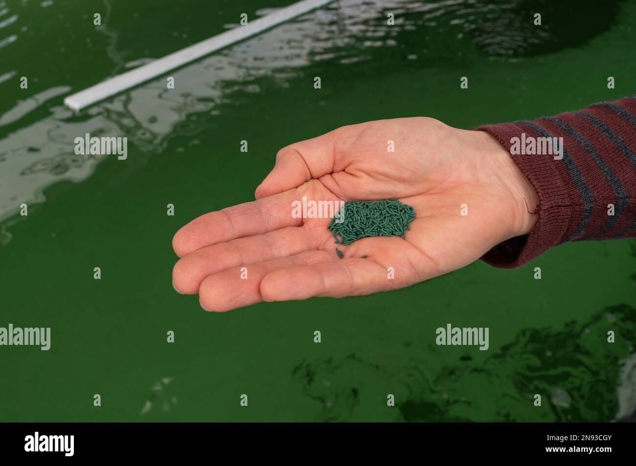 Le site d'ensemencement de la Spiruline 'Spiruline de la Pointe argent' i33590 Saint-Vivien-de-Médoc, Gironde, France Banque D'Images