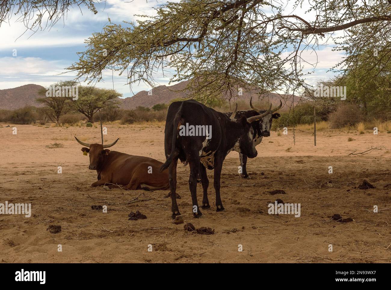 Le bétail de longhorn africain dans une enceinte sur une ferme en Namibie Banque D'Images