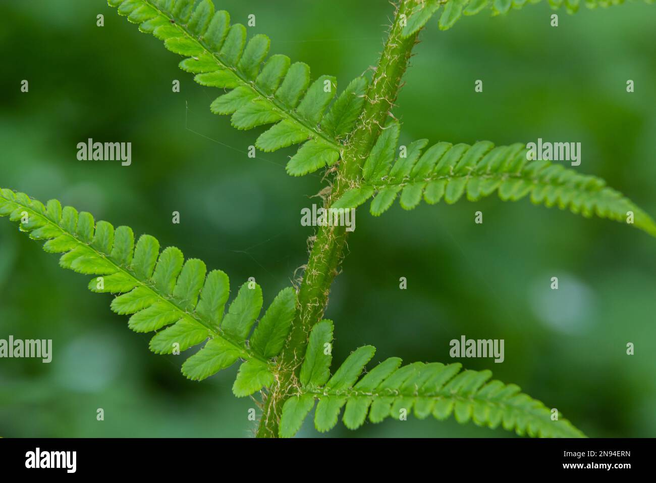 Dryopteris carthusiana est une espèce de plantes herbacées de la famille des Dryopteridaceae, commune dans les régions tempérées d'Eurasie et d'Amérique du Nord. Medi Banque D'Images