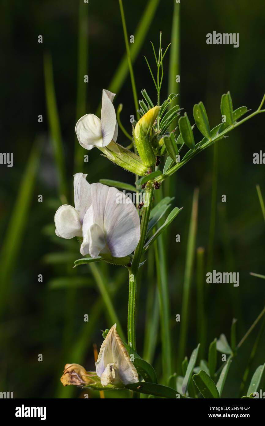 Vicia barbazitae, Vicia laeta, Fabaceae. Plante sauvage au printemps. Banque D'Images