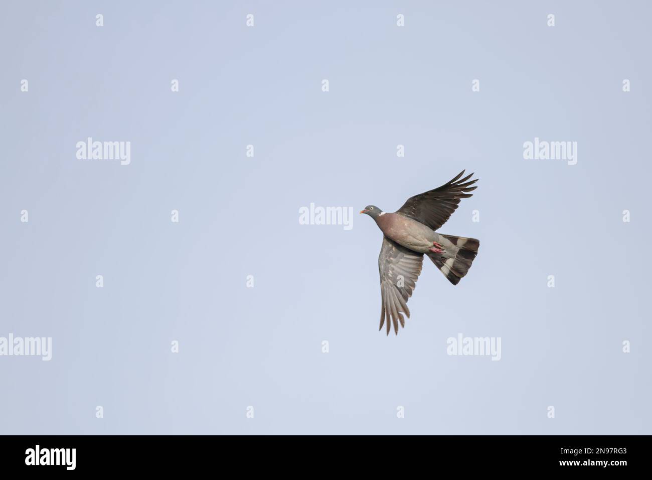 Pigeons de bois en vol. Nord du portugal près de la côte. Banque D'Images Pigeons de bois en vol. Nord du portugal près de la côte. Banque D'Images