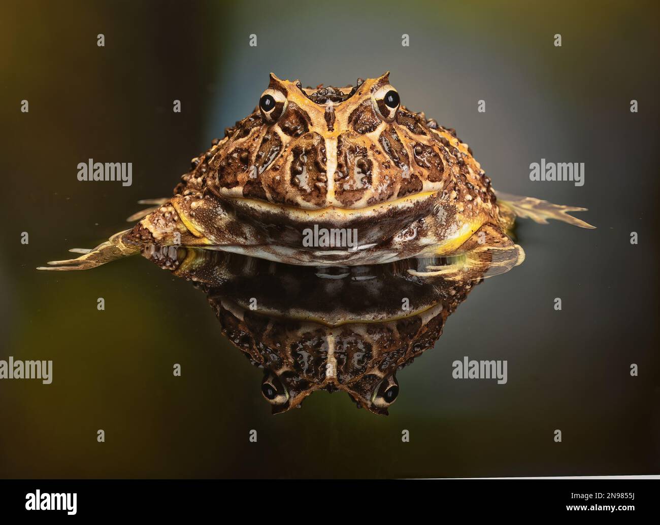 Grenouille vénézuélienne Ceratophrys calcarata Banque D'Images