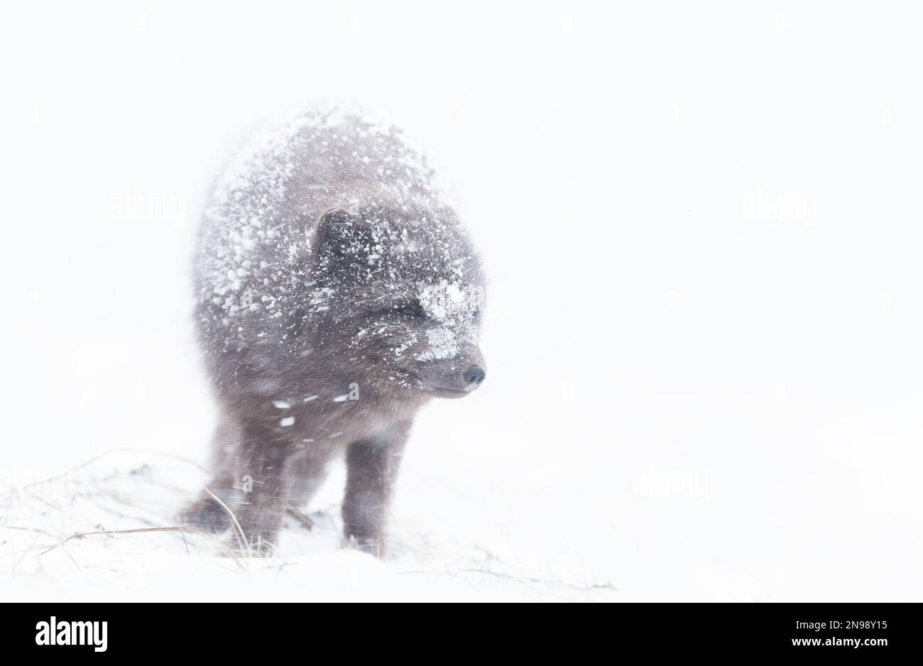 Close up d'un renard arctique dans la chute de neige, de l'Islande. Banque D'Images