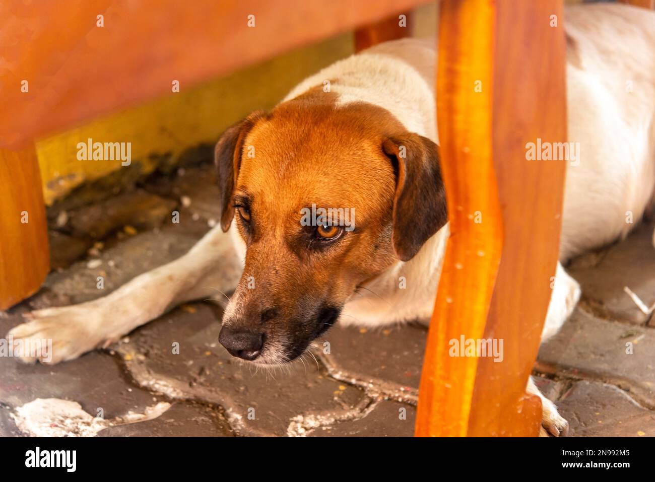 Chien abandonné sur le trottoir d'une foire. Salvador, Bahia. Banque D'Images