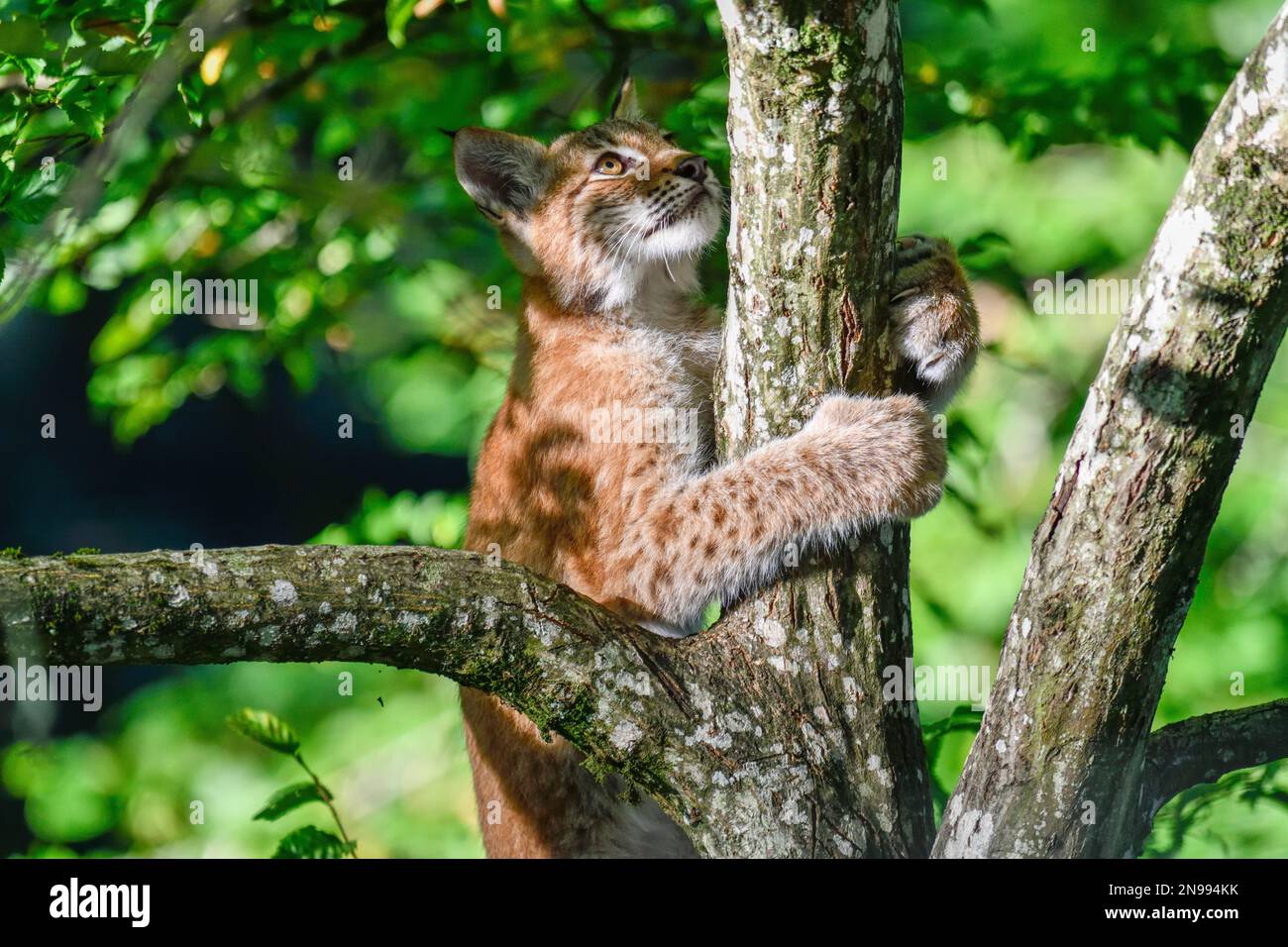 Lynx eurasien (lynx) escalade d'un arbre, jeune, captif, Rhodes, département de la Moselle, Lorraine, France Banque D'Images