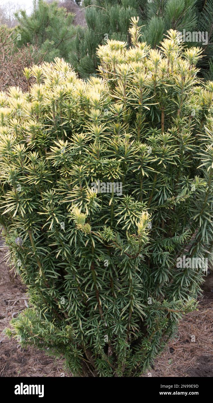 Cephalotaxus harringtonii 'Or coréen' Banque D'Images