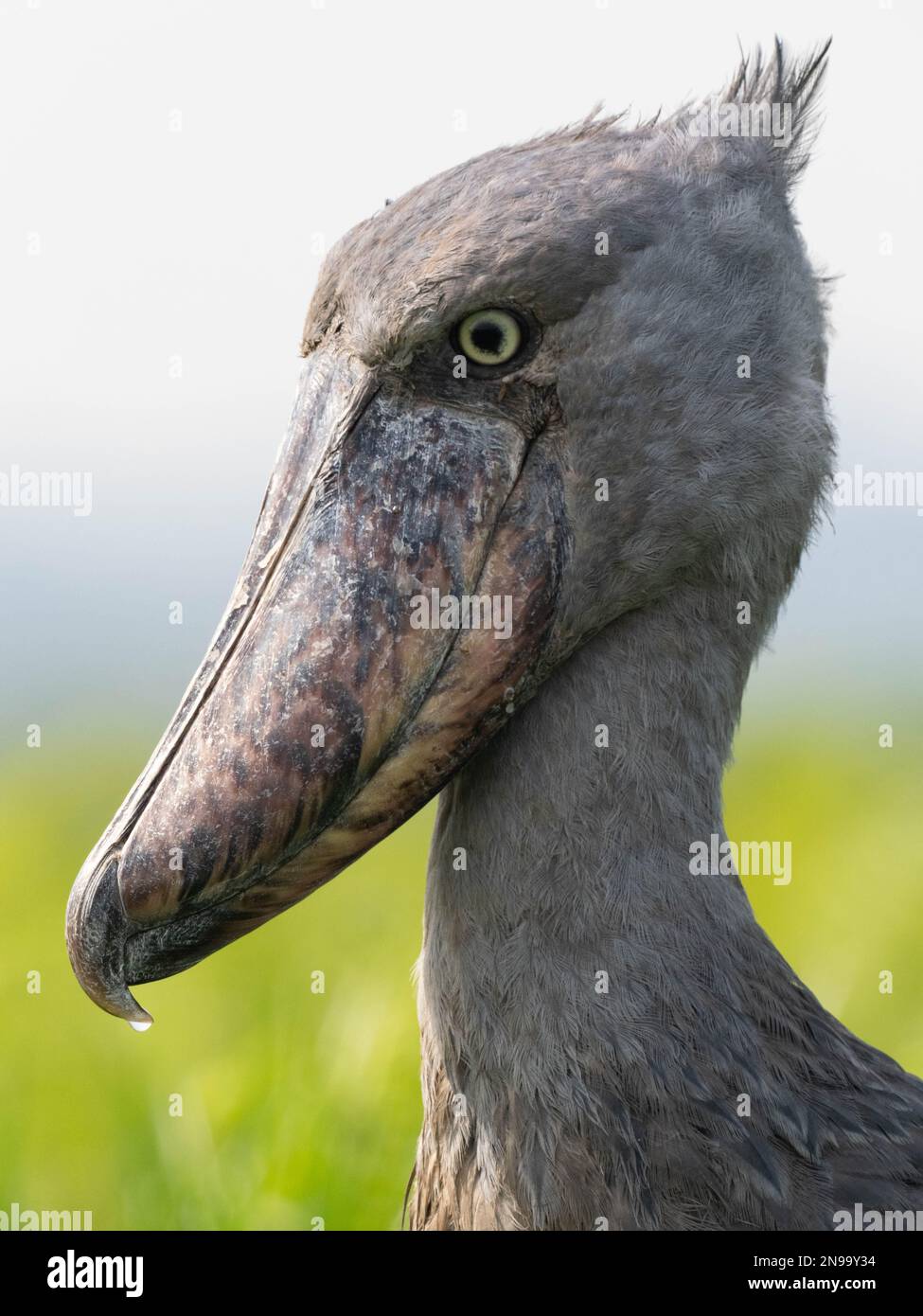 Un Shoebill (Balaeniceps rex) en profil. Ouganda Banque D'Images