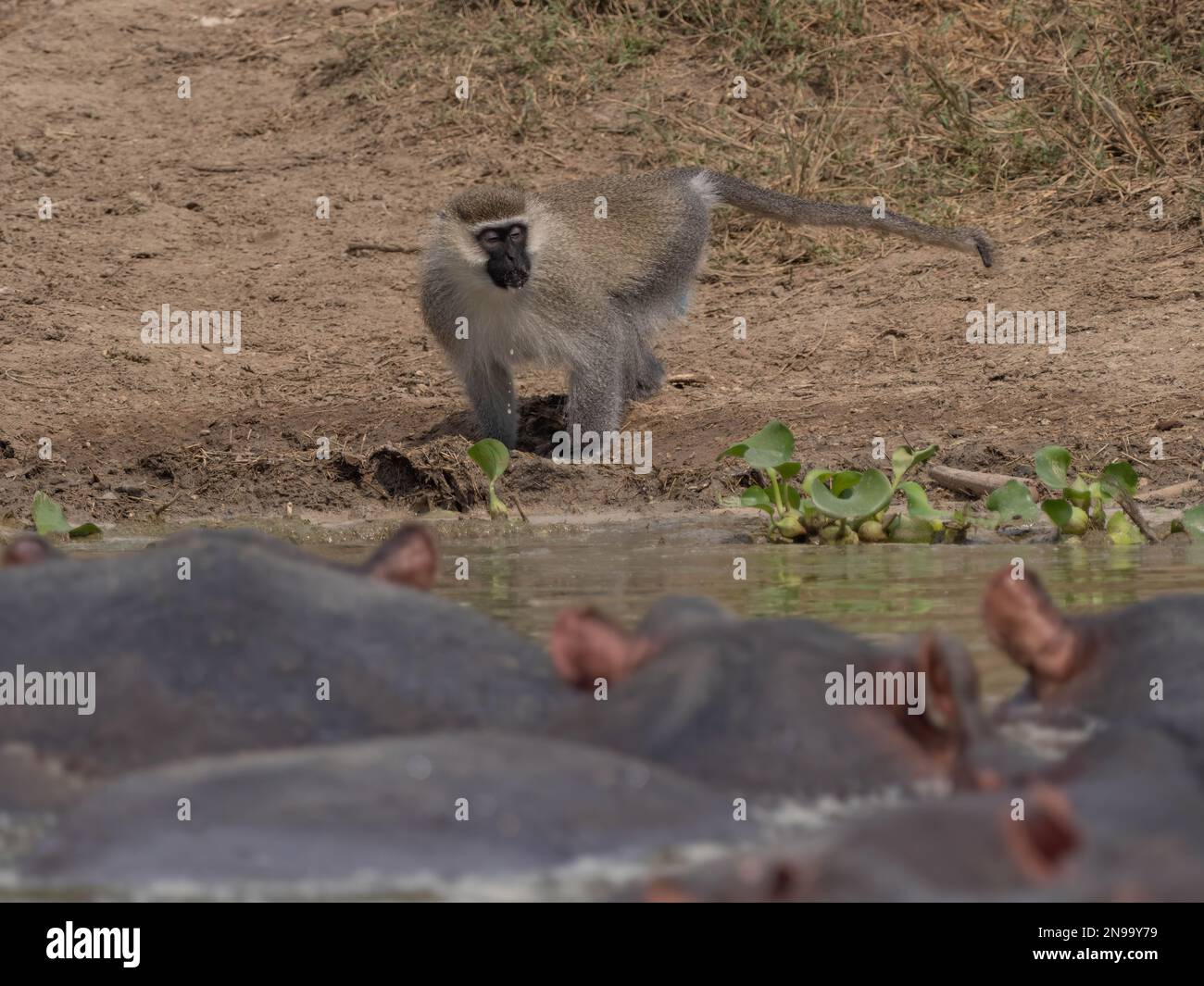 Un singe de Vervet (Chlorocebus pygerythrus) garde un oeil prudent sur les Hippos lorsqu'il prend un verre au canal de Kazinga en Ouganda Banque D'Images